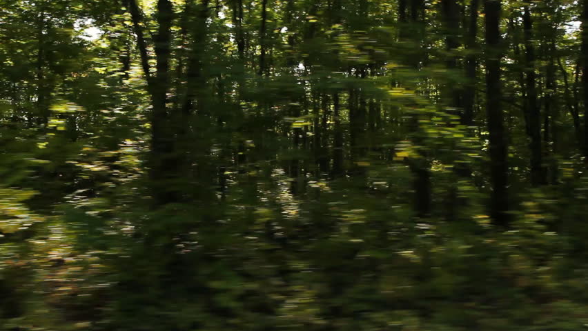 Driving. Sunny trees. Driving past sunlit forest. Summer in rural Ontario, Canada. 