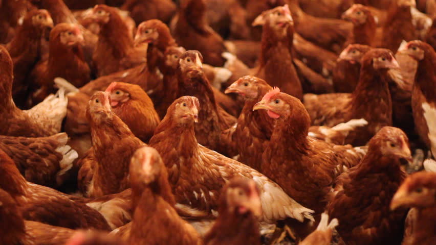 Chicken Farm, Poultry