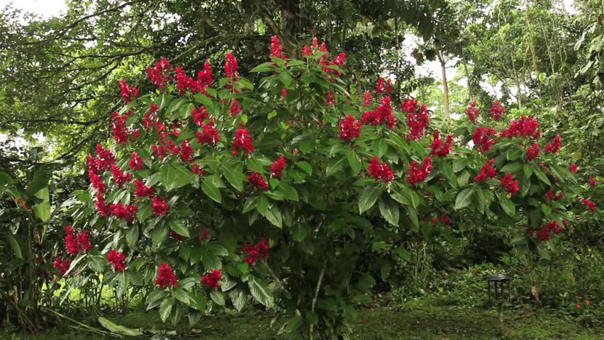 Tropical flowering shrub, family Acanthaceae