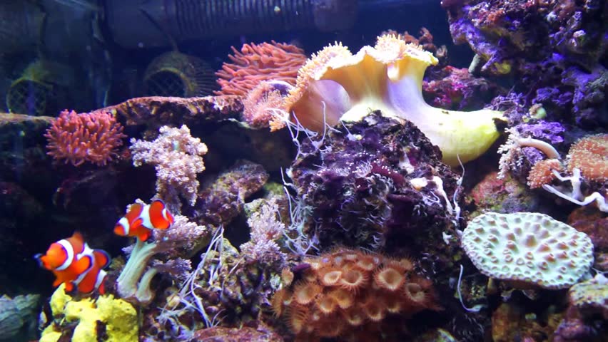 Clownfishes in a fishtank