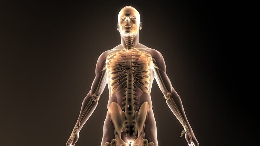 Medical animation. Head X-Ray. Brain neural activity.