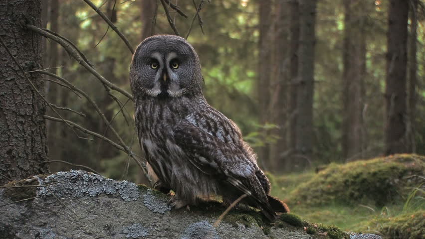 Great Grey Owl