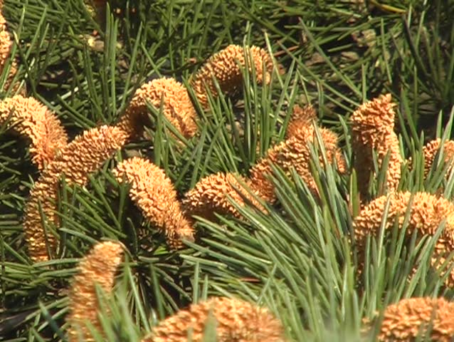 conifer