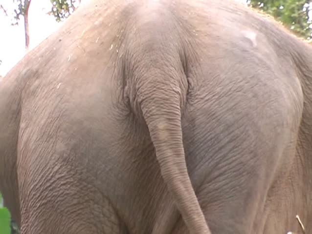elephant