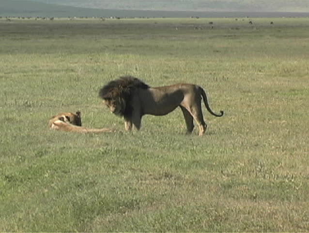 Female and male lion fighting