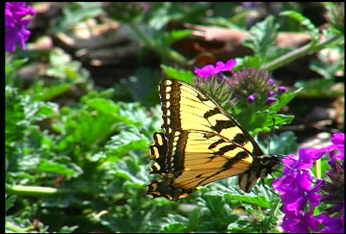 butterfly in flower garden