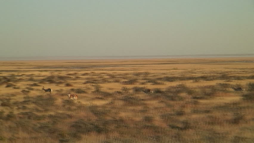 Zoom-In, Pan: Springbok Leaping Through Grass