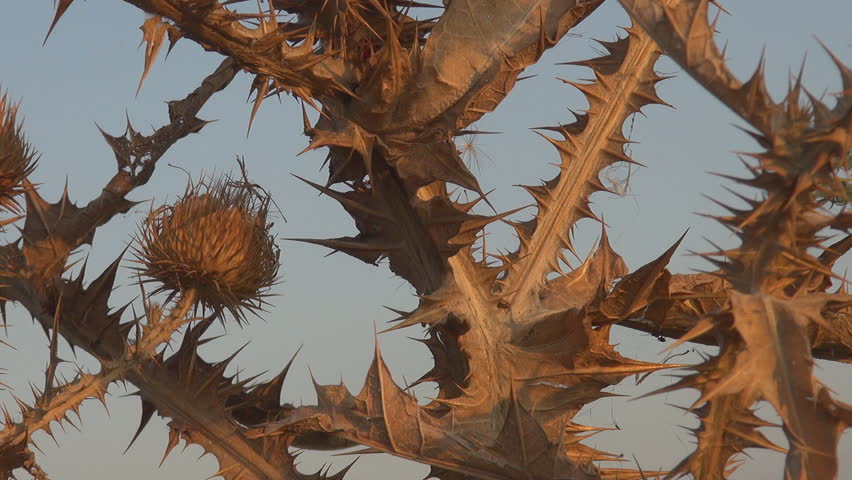 Beautiful thistle