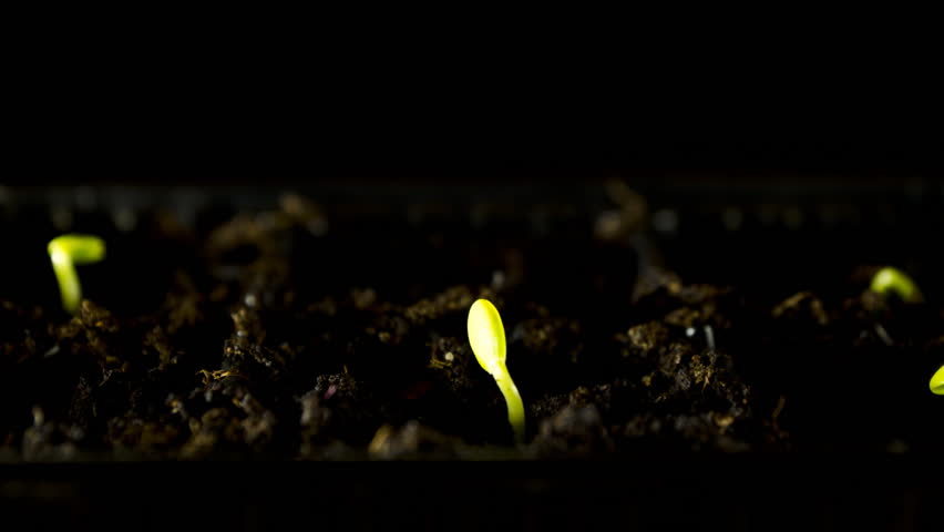 Water Melons sprouting 