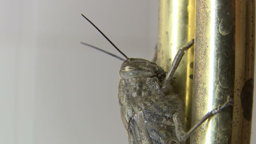 Locust head