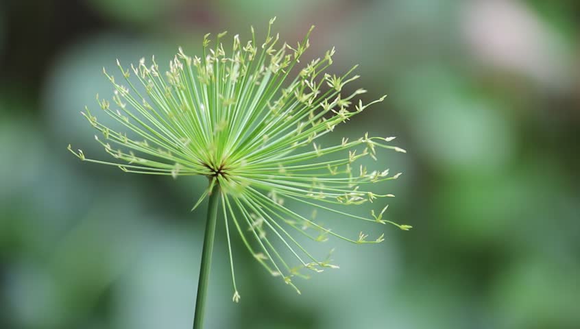 Papyrus Plant Stock Footage Video Shutterstock