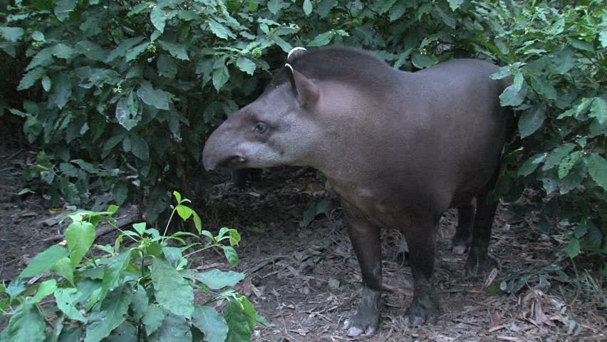 A tapir bumps into another
