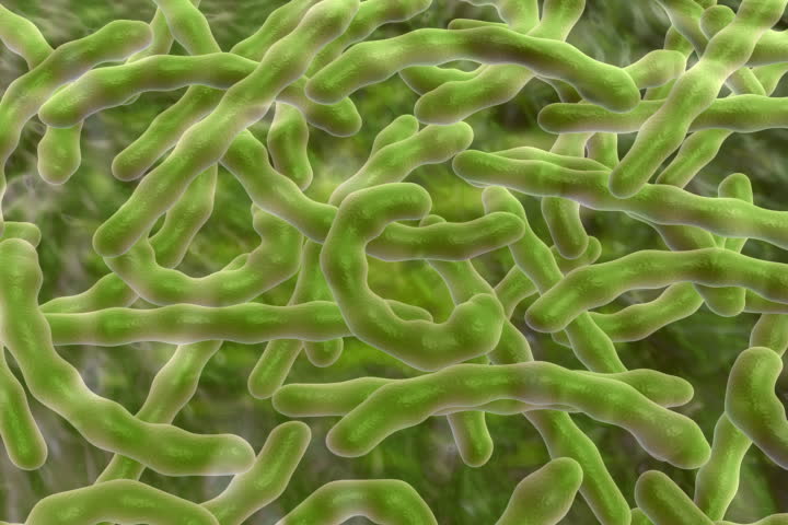 footage of  a bacteria 