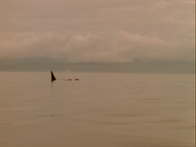 Killer Whales in tandem