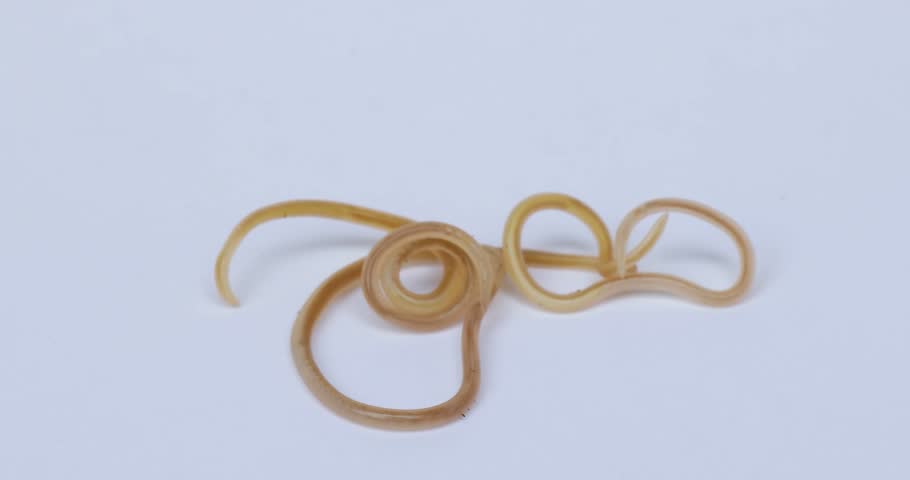 Pet Vomiting Up Worms Safari Veterinary Care Centers, League City, TX