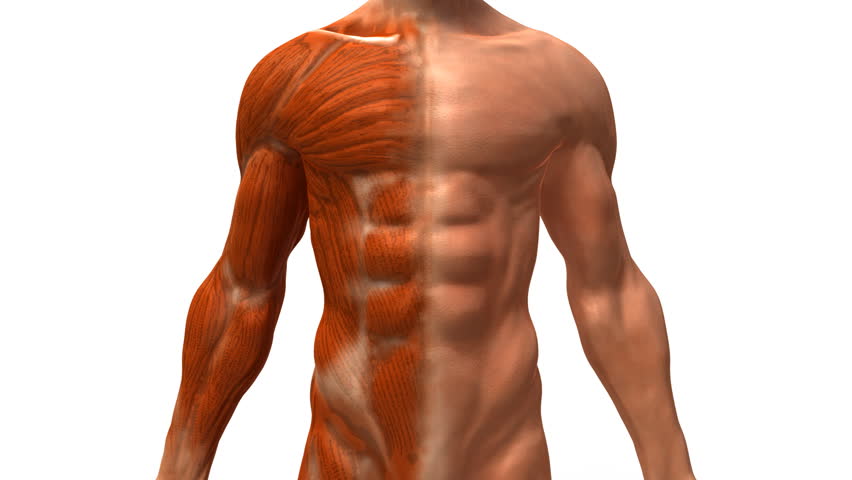 The Muscular System Stock Footage Video 161797 | Shutterstock