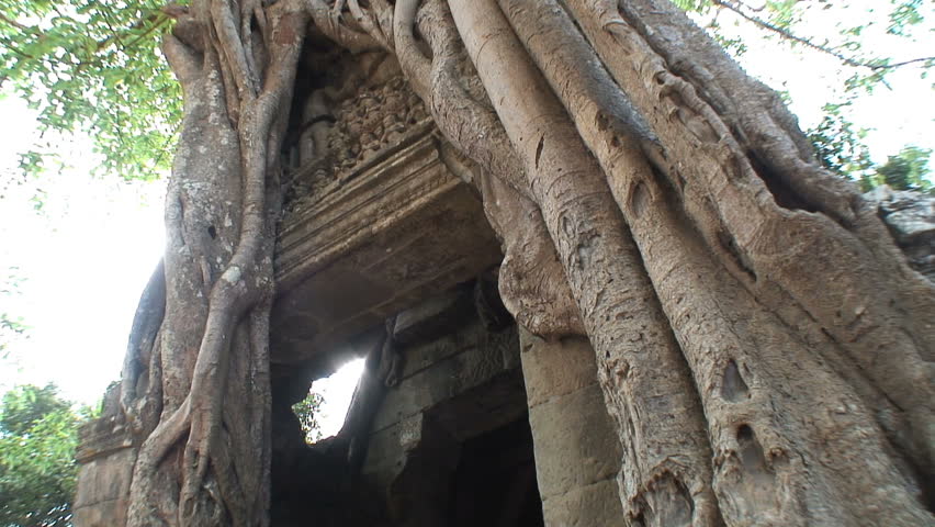Looking up at a tree at Ta Prohm