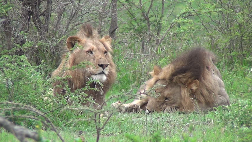 2 male lions together 