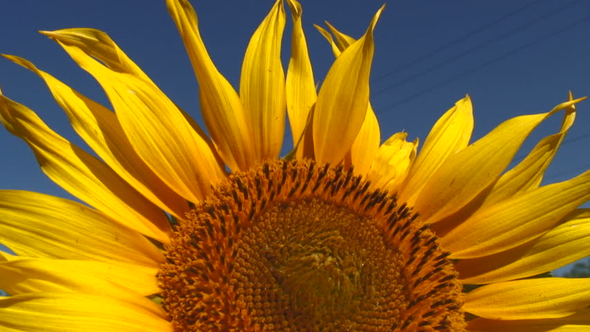 Amazing Scenery from Sunflower Farm, San Fernando