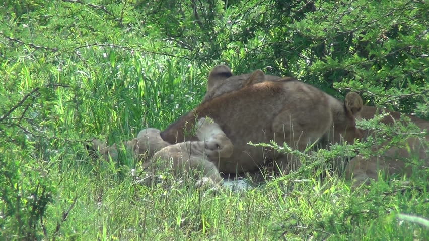 Irritated lioness shows her teeth at her cubs