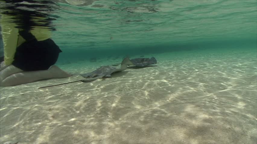 a sting ray