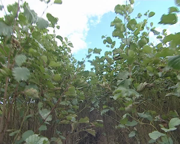 Walking among small tree saplings. Tree-growing industry. 