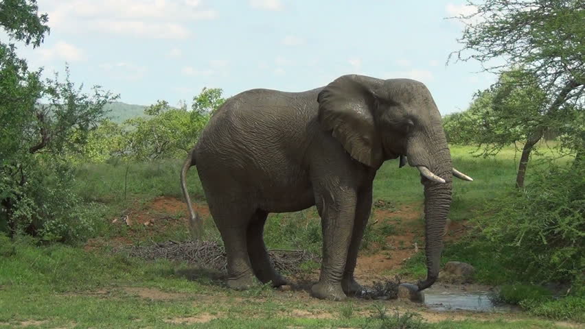 Elephant splashes himself with mud 