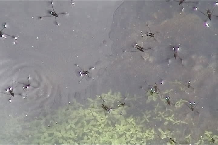 Water skaters (Water strider) in the puddle