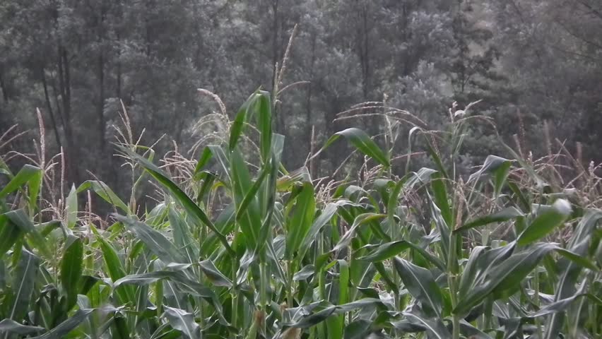 ÃÆÃÂÃâÃÂ¡orn sways the wind with the rain