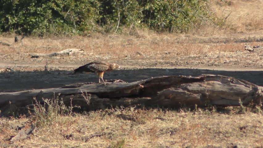 Header of African harrier-hawk
