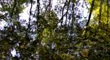 Reflexion of autumn wood in cold water of a stream