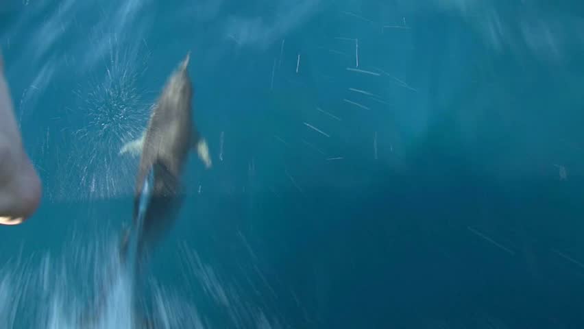 View from the boat of Dolphins swimming under the bow of the boat, In the Bay of Islands and seen all year round 