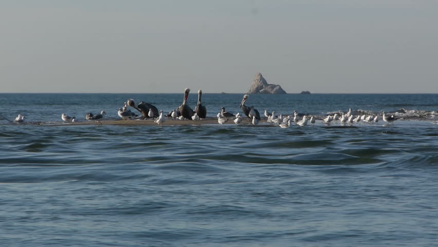 Pelicans and seagulls preen on a sandbar