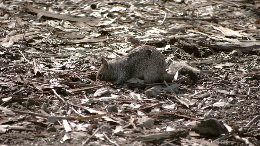 Squirrel Hiding Food 