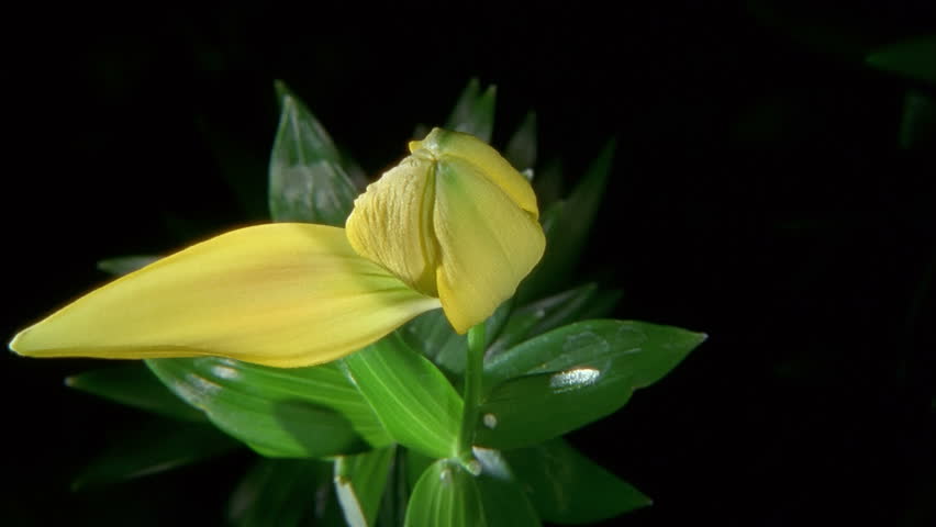 Yellow Lily Flower Blooming in Time-lapse
