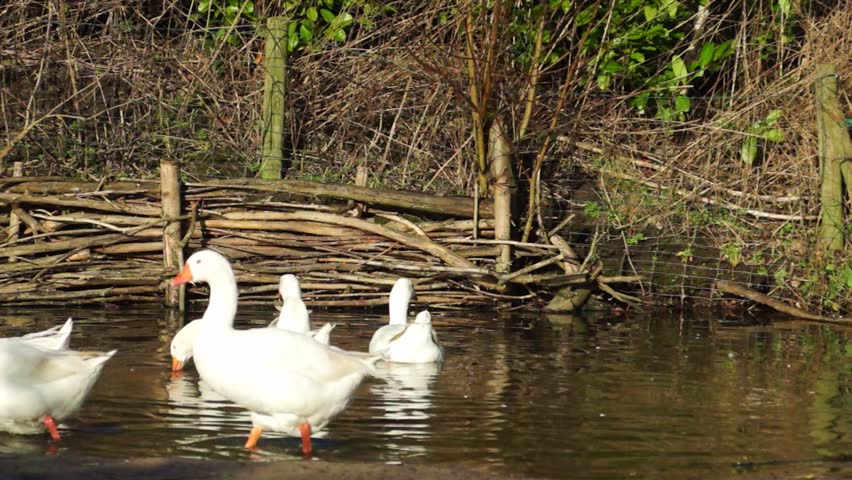 White goose swimming