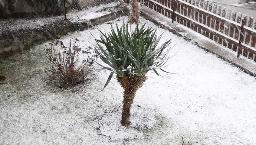 Palm in the first snowfall