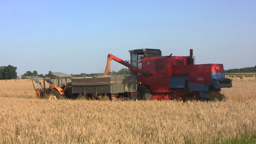 Combine transferring freshly harvested wheat to tractor-trailer for transport