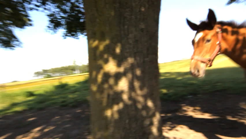 Horse attacking