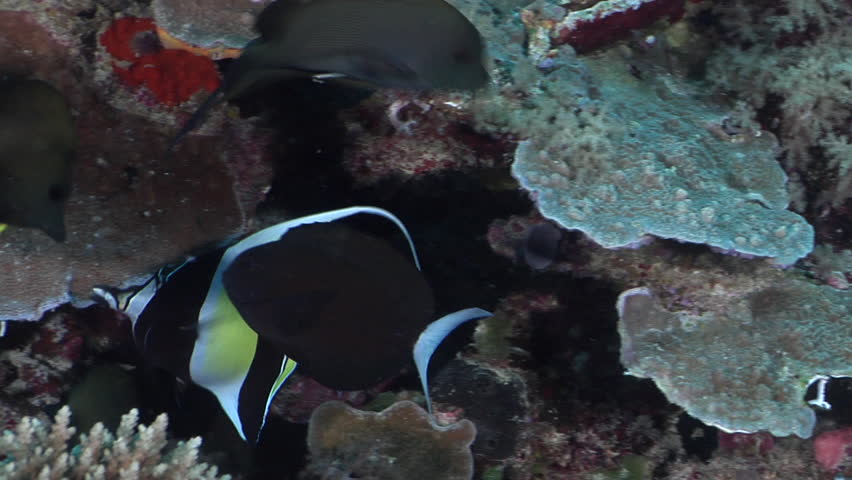 Header of Acanthurus thompsoni