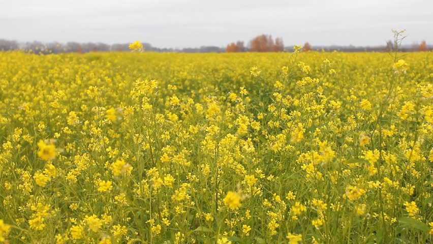 Field of rapeseed