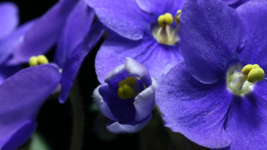 Time-lapse of an African Violet (Saintpaulia sp.) flower blooming.