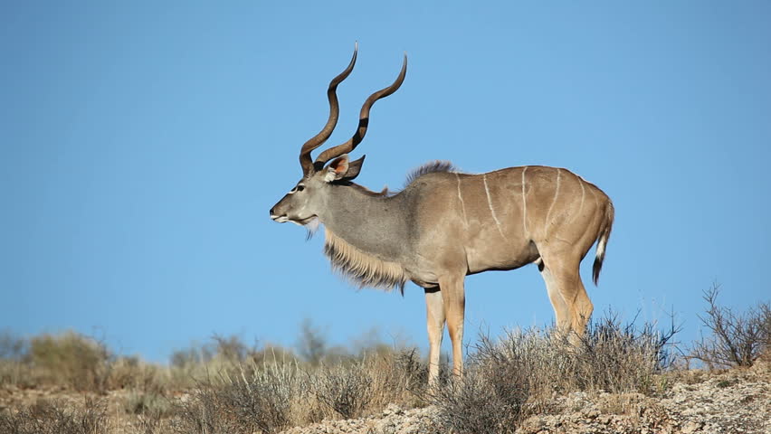A big male kudu antelope (Tragelaphus strepsiceros) with wind rippling its mane, Kalahari desert, South Africa