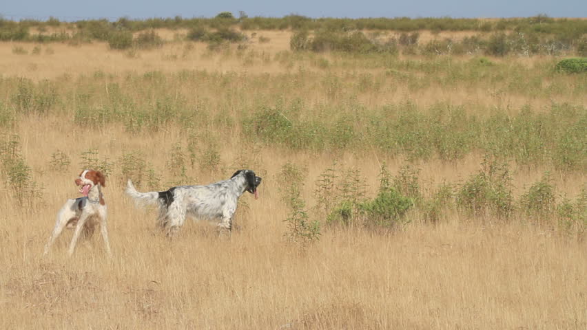 pointer pedigree dogs pointing