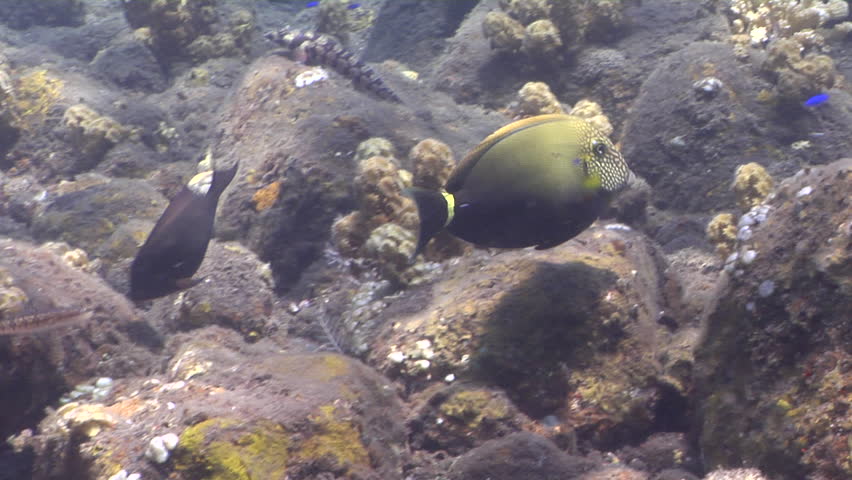 Header of Acanthurus maculiceps