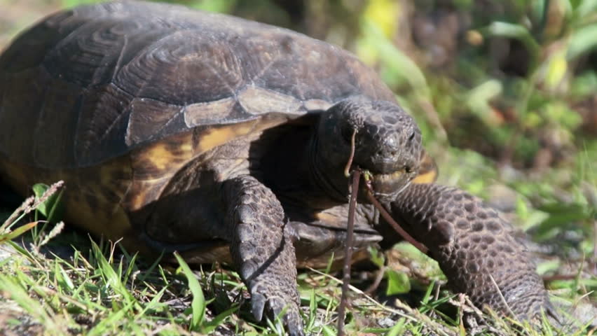 Close up, ground level footage of Endangered Gopher Tortoise looking at viewer and eating grass. Shot at the Wiggins Pass in Florida. The Gopher Tortoise is a protected  species of turtle in Florida.