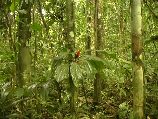 Epiphytic aroid on a tree trunk in tropical rainforest