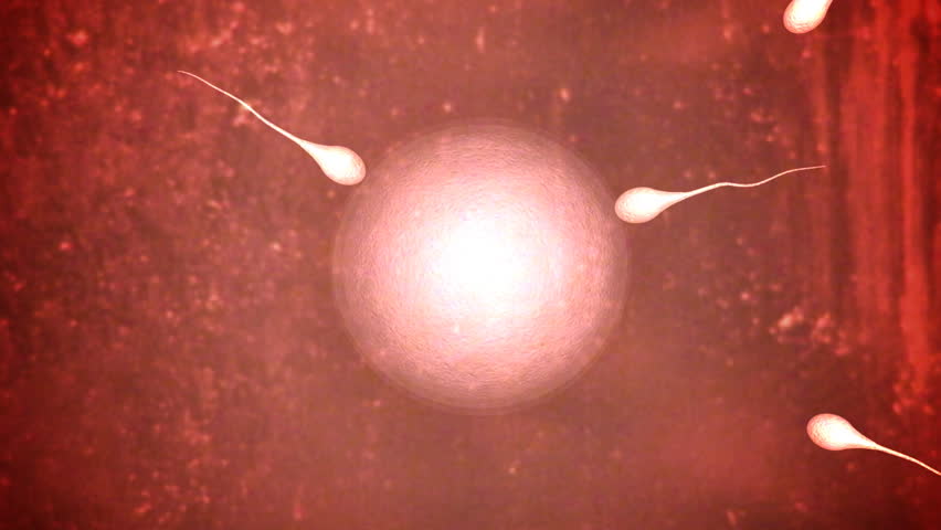 sperm fertilizing an egg.