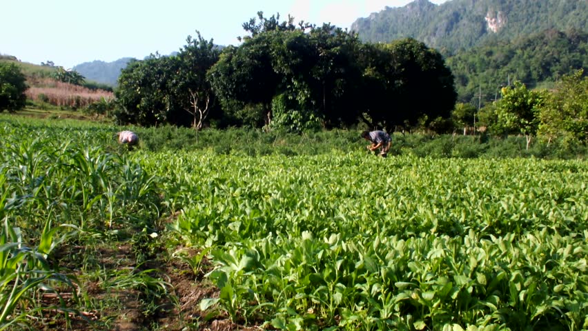 Farmers crop vegetable to sold in mixed farming