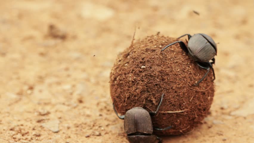Dung beetle defending his dung ball and wife